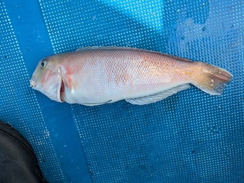 シロアマダイの釣果