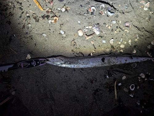 タチウオの釣果