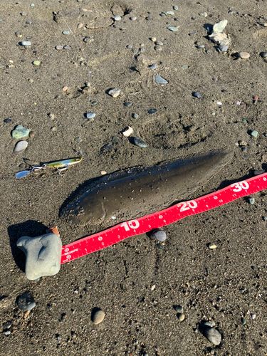 シタビラメの釣果