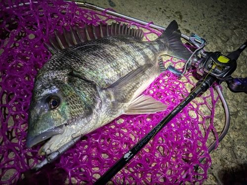 チヌの釣果
