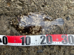 クロガシラガレイの釣果