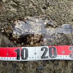 クロガシラガレイ