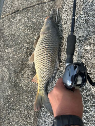 コイの釣果