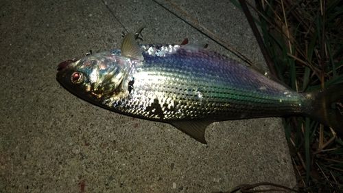 コノシロの釣果