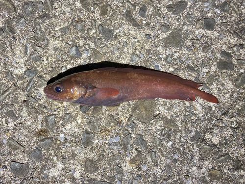 チゴダラの釣果