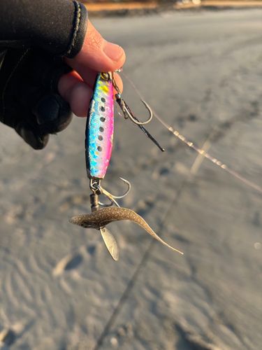 シタビラメの釣果