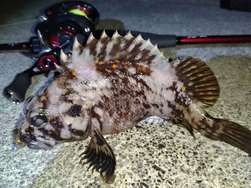 オウゴンムラソイの釣果