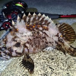 オウゴンムラソイ