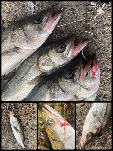 シーバスの釣果