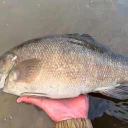 スモールマウスバス