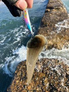 シタビラメの釣果