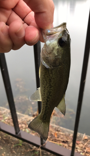 ラージマウスバスの釣果