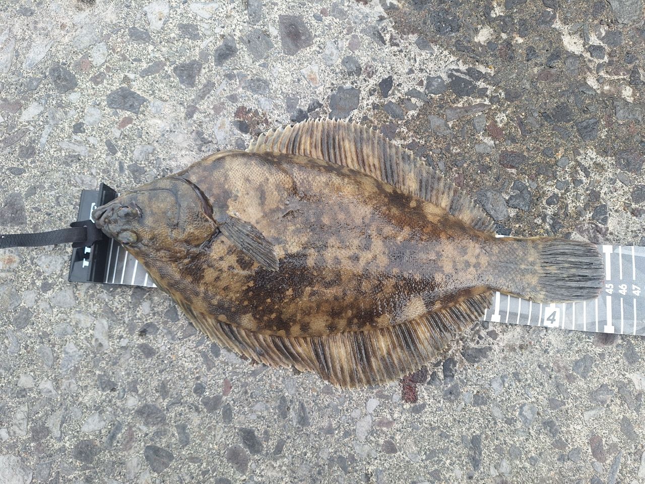 クロガシラガレイ