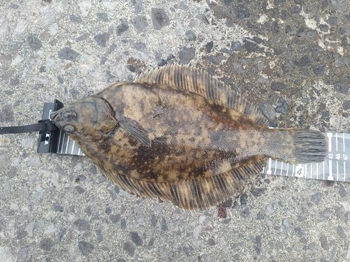 クロガシラガレイの釣果