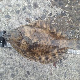 クロガシラガレイ