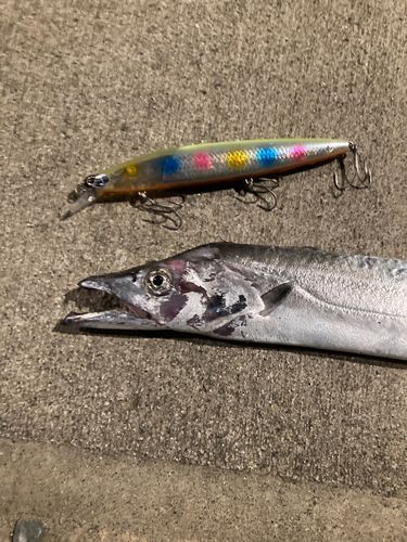 タチウオの釣果