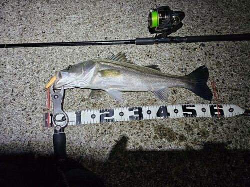 シーバスの釣果