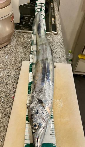 タチウオの釣果