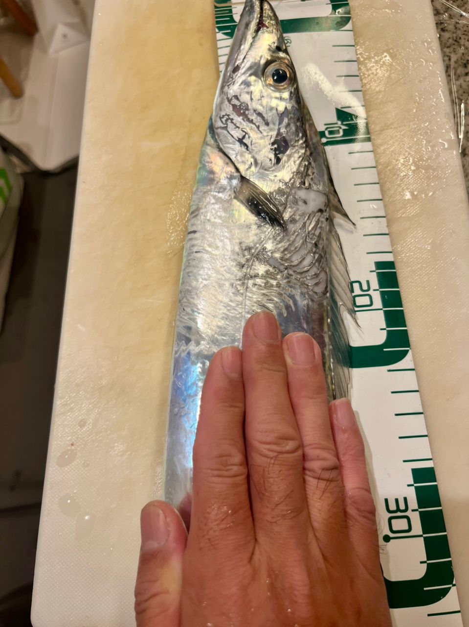 釣りめし酒場｜tsuri.blogさんの釣果 2枚目の画像