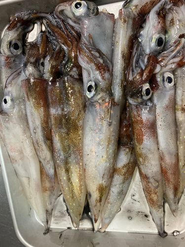 ヤリイカの釣果