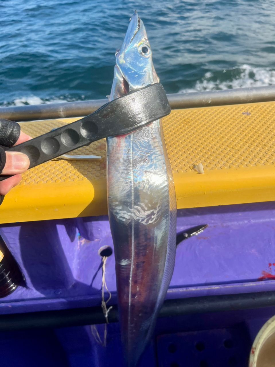 釣りめし酒場｜tsuri.blogさんの釣果 3枚目の画像