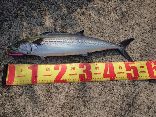 サゴシの釣果