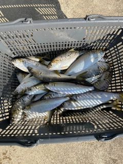 コノシロの釣果