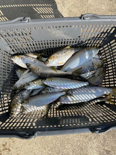 コノシロの釣果