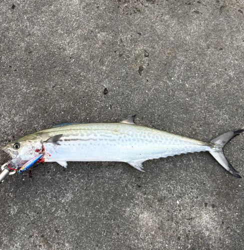 サワラの釣果