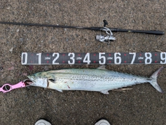 サワラの釣果