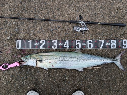 サワラの釣果