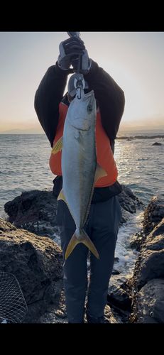 ヒラマサの釣果