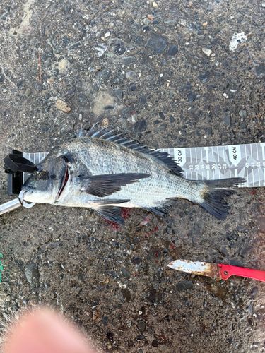 クロダイの釣果