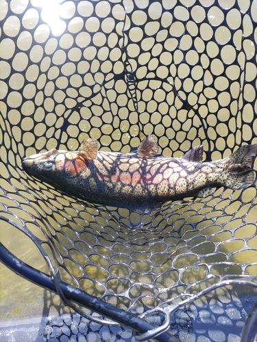 ニジマスの釣果