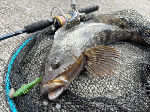 アイナメの釣果