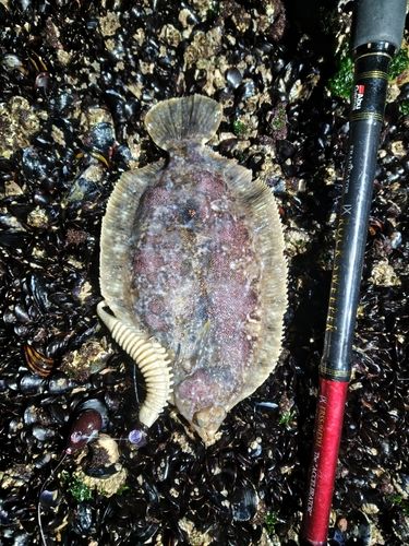 ババガレイの釣果