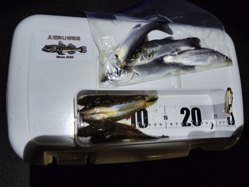 マハゼの釣果