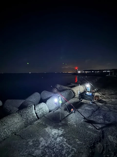 キュウセンの釣果