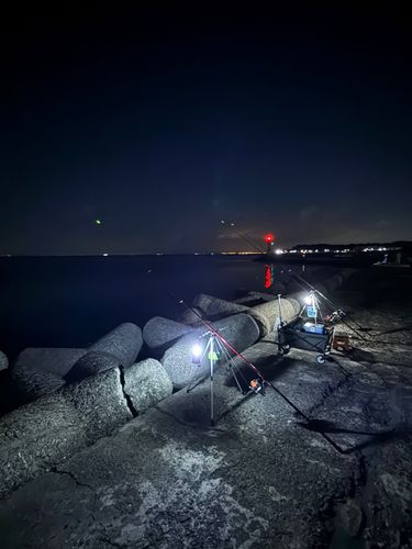 キュウセンの釣果