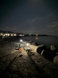 キュウセンの釣果