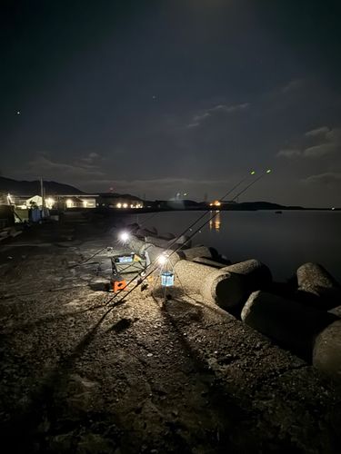 キュウセンの釣果