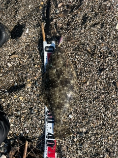 ヒラメの釣果