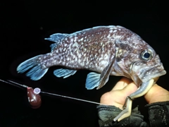 エゾメバルの釣果