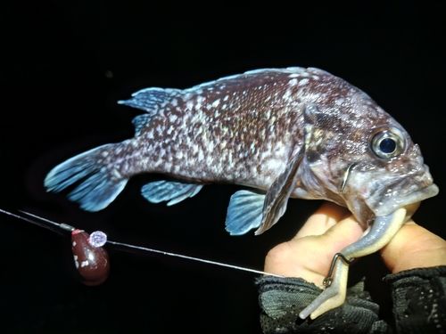 エゾメバルの釣果