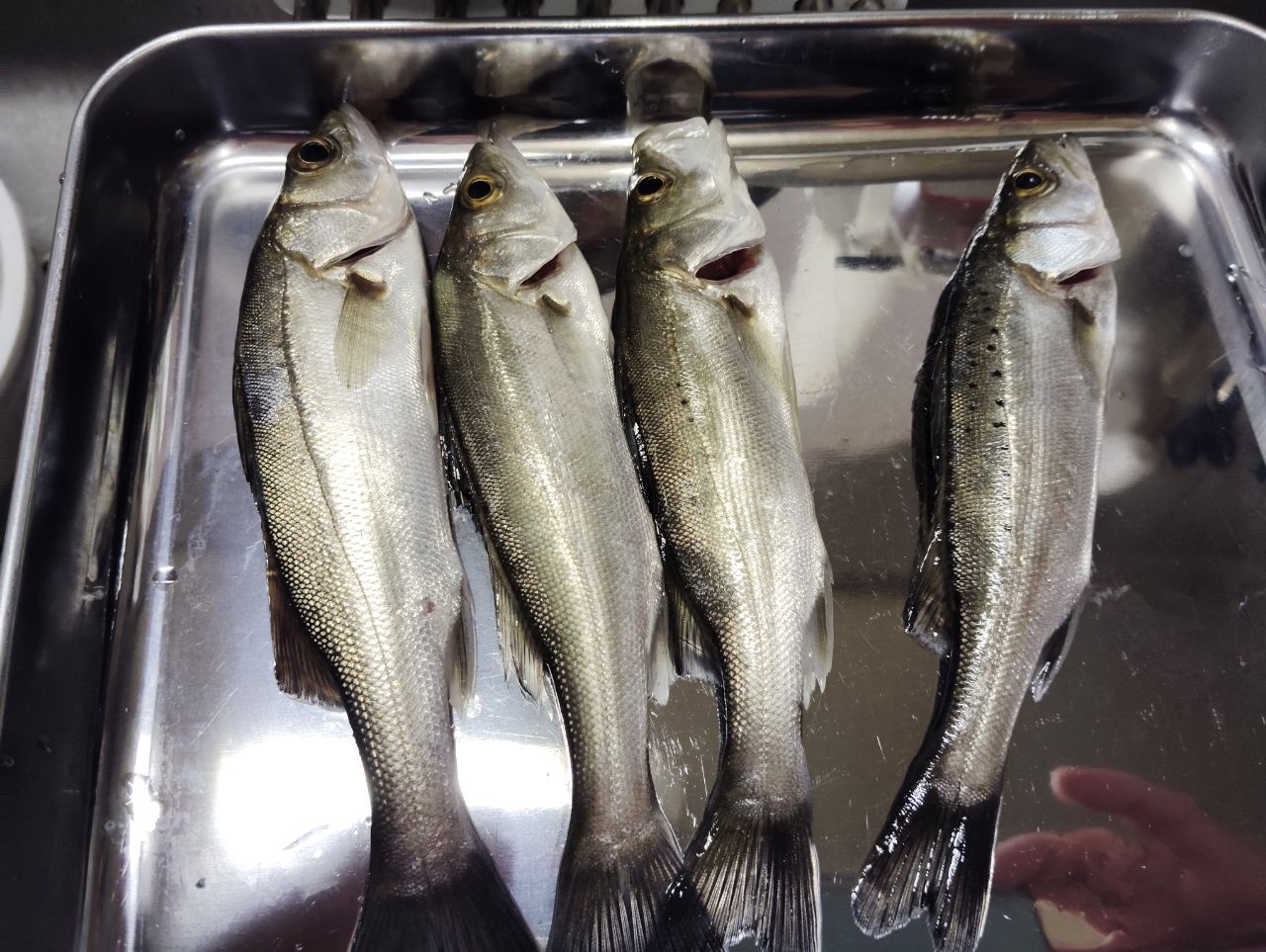 セイゴ（ヒラスズキ）