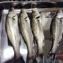 セイゴ（ヒラスズキ）