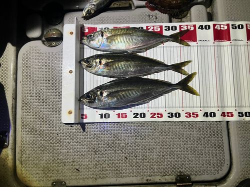 アジの釣果