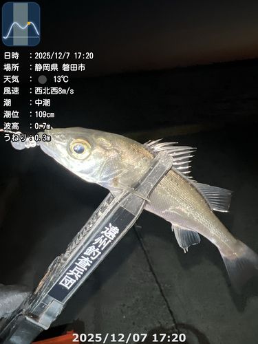 セイゴ（マルスズキ）の釣果