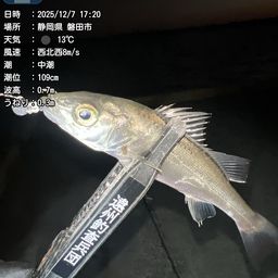 セイゴ（マルスズキ）