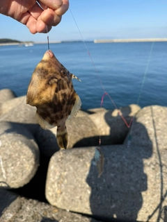 カワハギの釣果